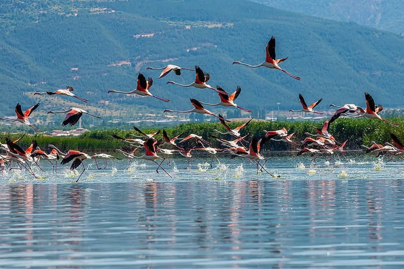 Eber Gölü'nde Flamingo Şöleni